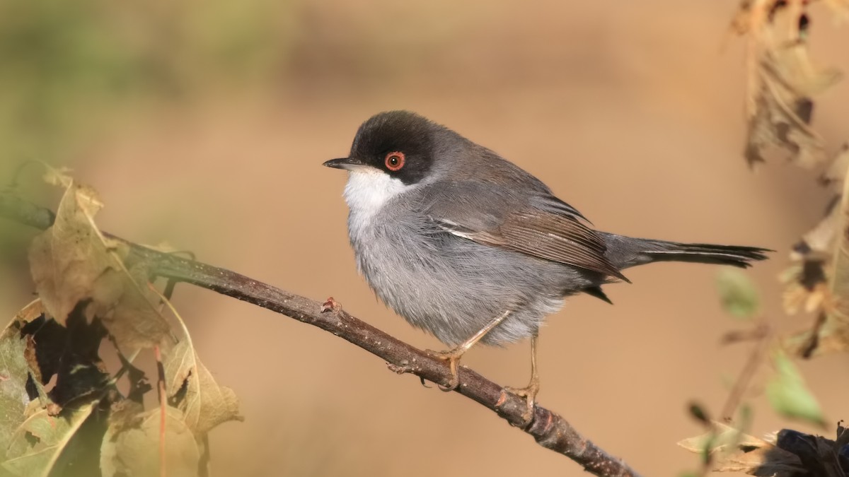 Sardinian Warbler - ML627517045