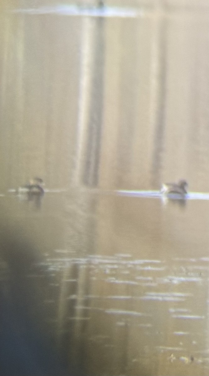 Ring-necked Duck - ML627517091