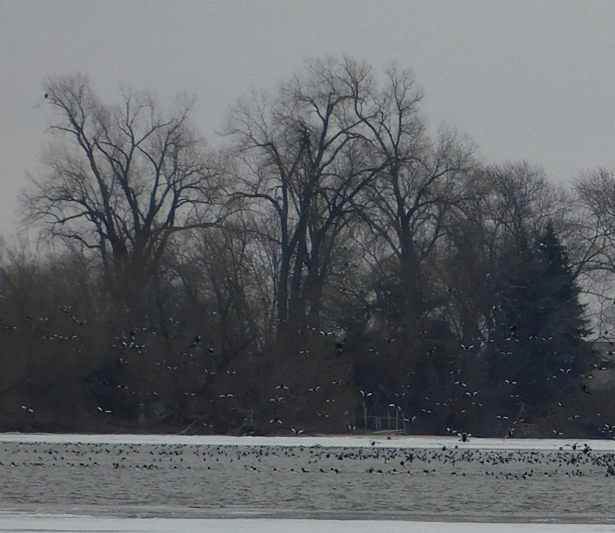 Common Goldeneye - ML627517100