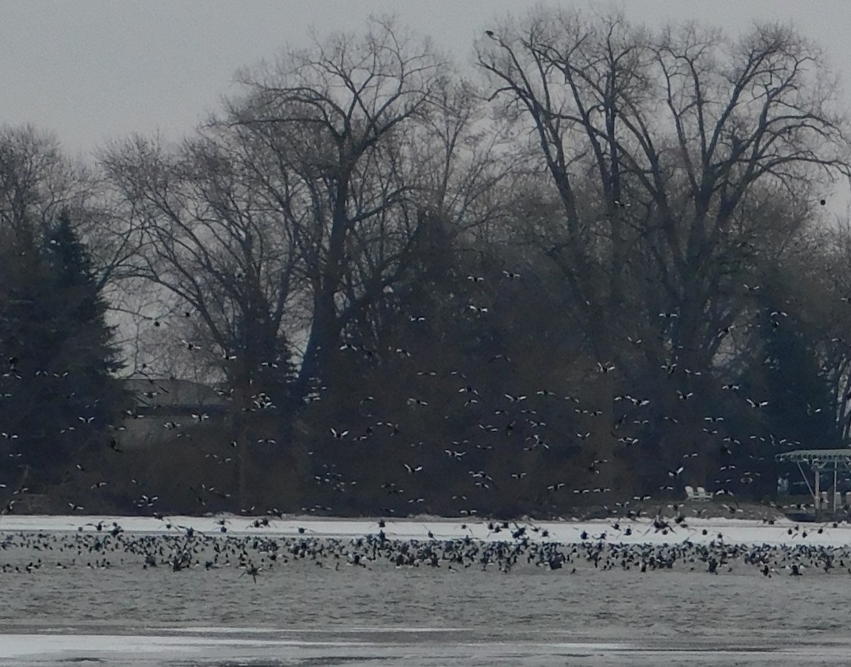 Common Goldeneye - ML627517111