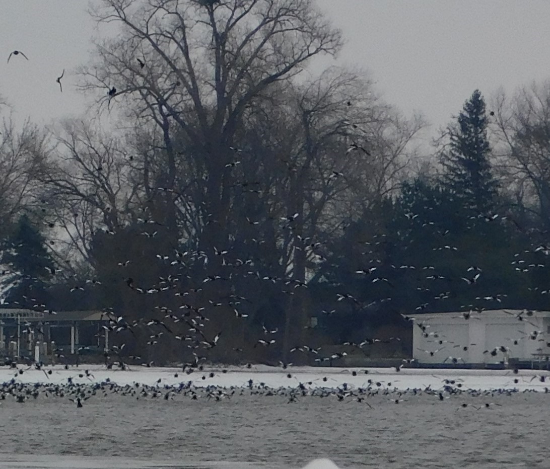 Common Goldeneye - ML627517114