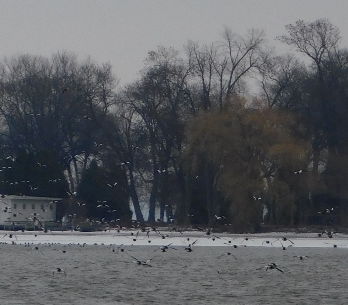 Common Goldeneye - ML627517125