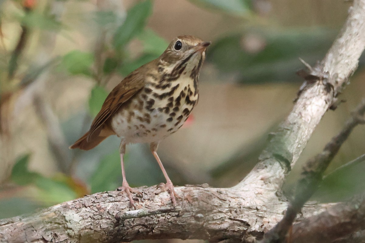 Hermit Thrush - ML627517302