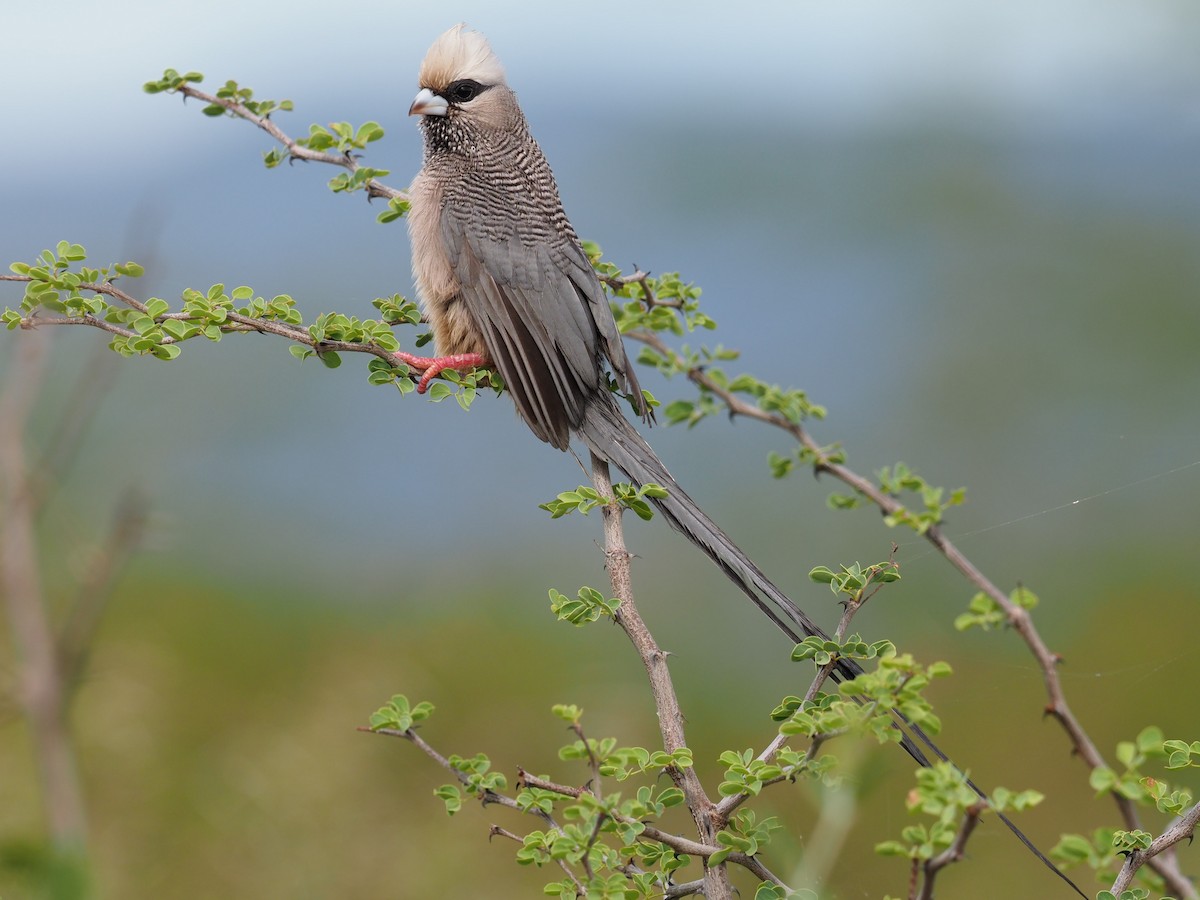 White-headed Mousebird - ML627517317