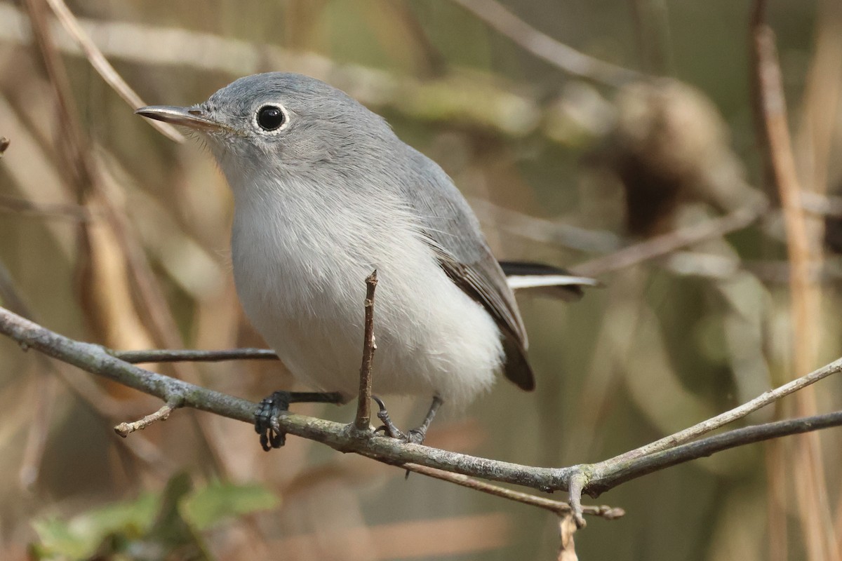 Blue-gray Gnatcatcher - ML627517349