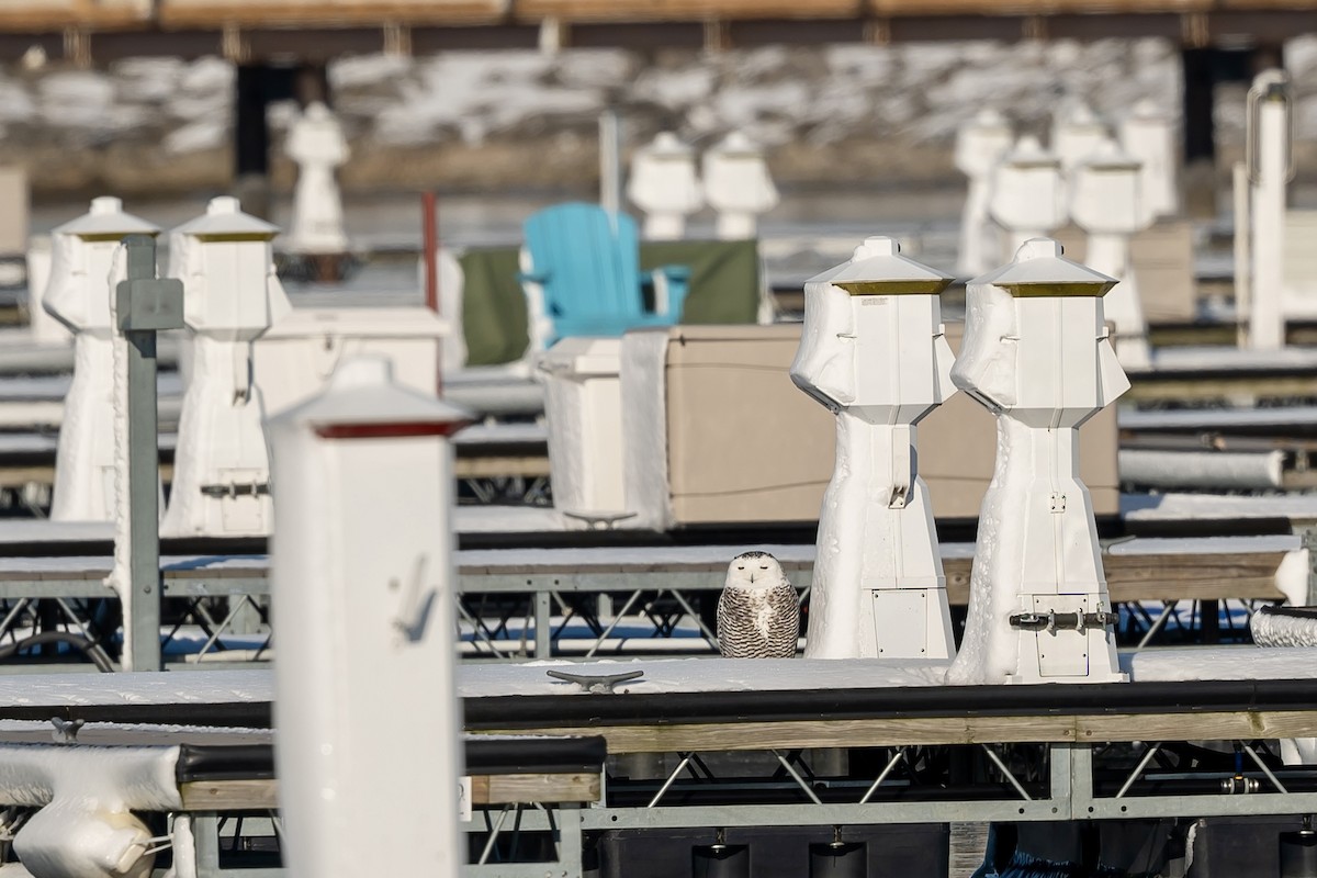 Snowy Owl - Bill Massaro