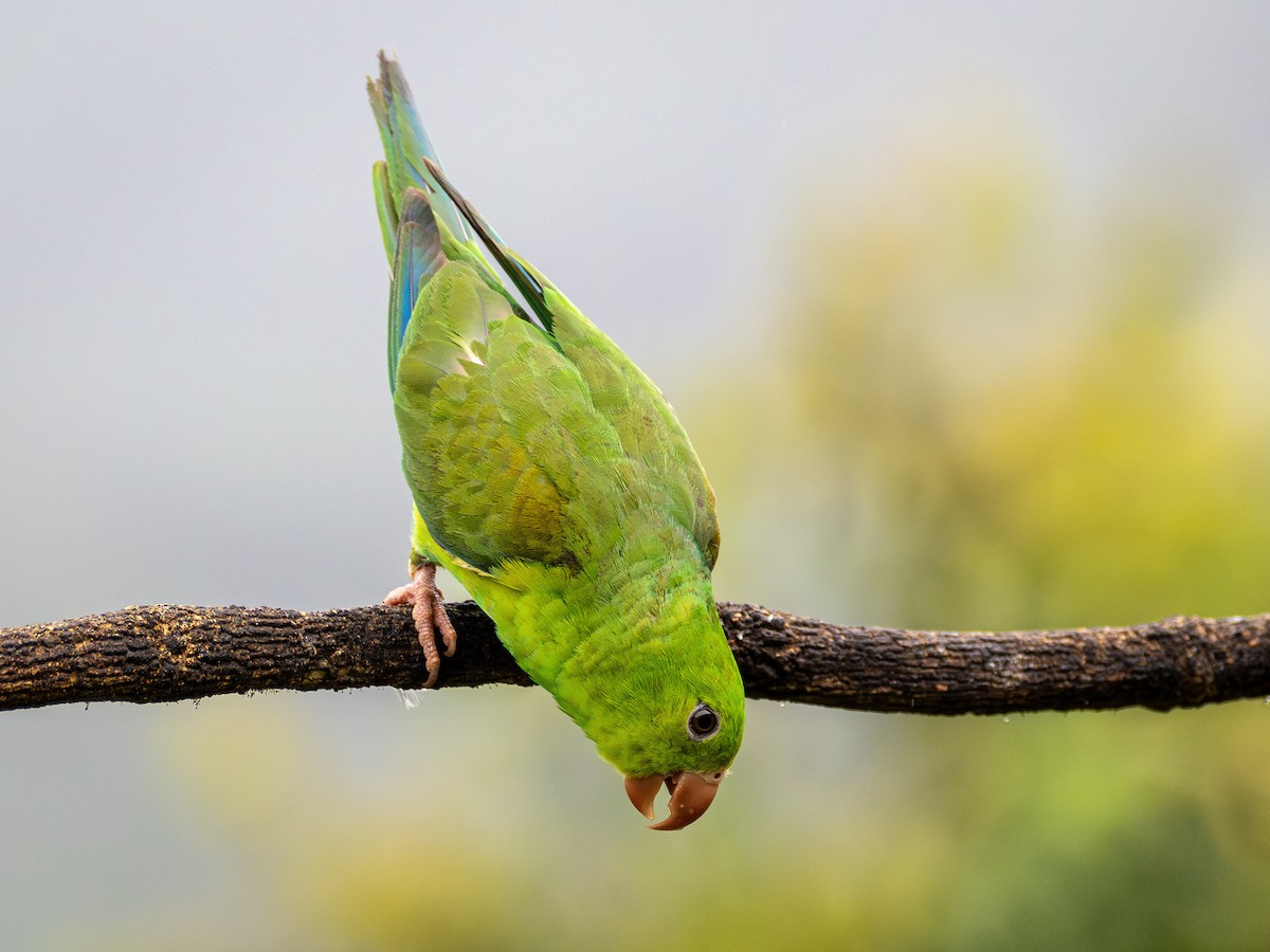 Plain Parakeet - ML627517435