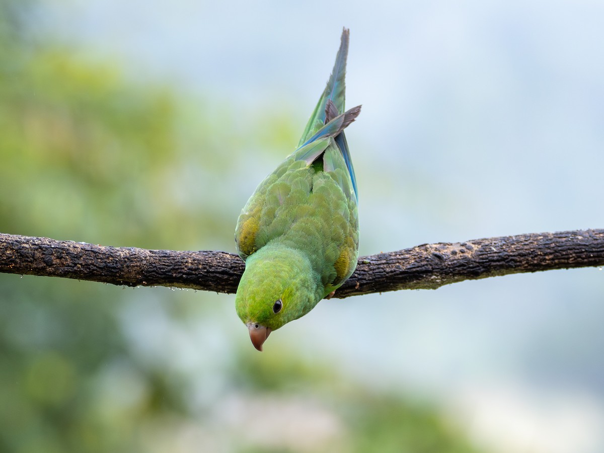 Plain Parakeet - ML627517436