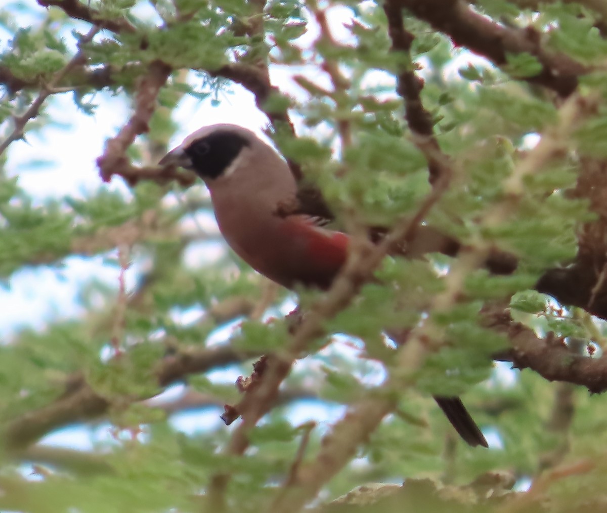 Black-faced Waxbill - ML627517613