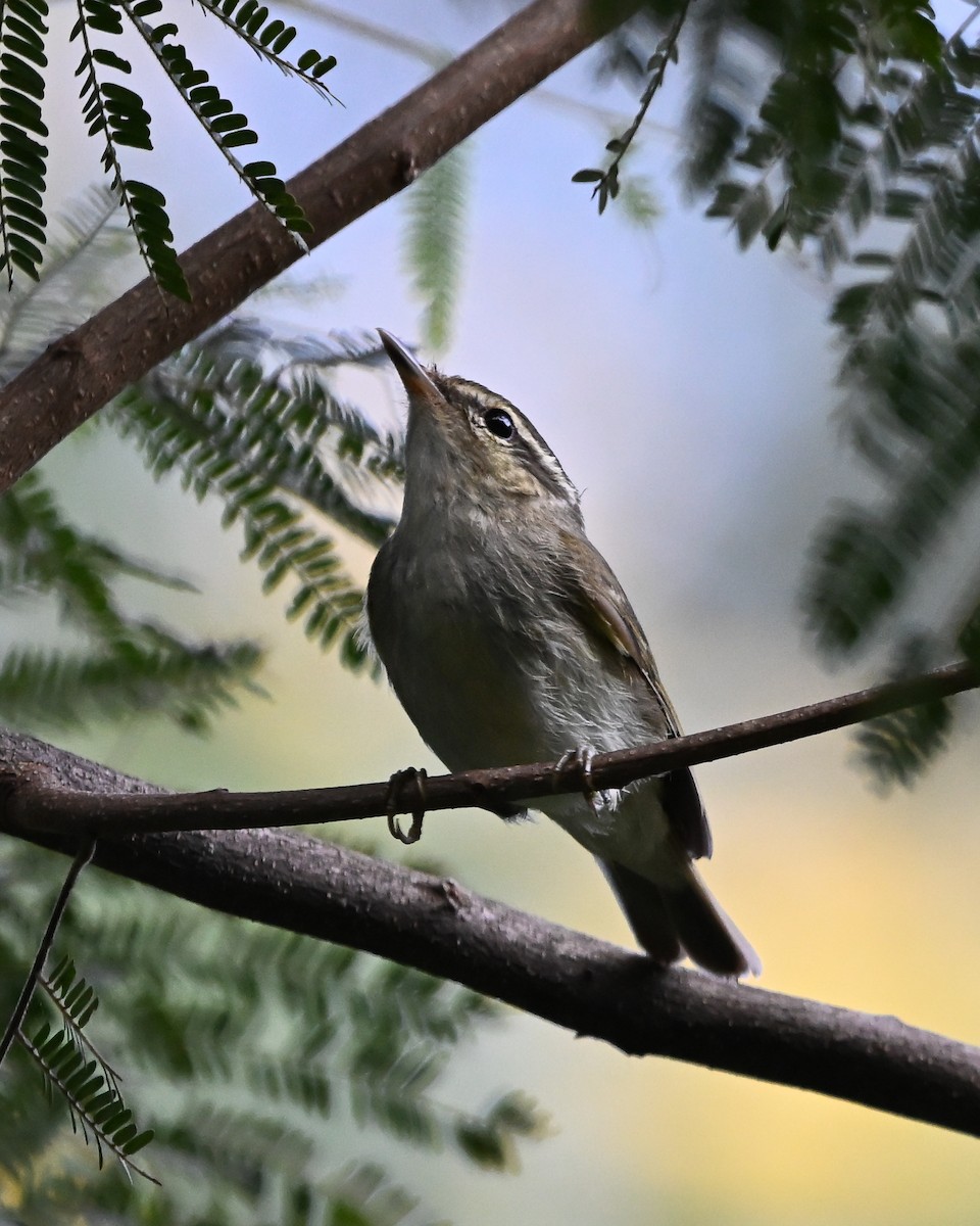 Greenish Warbler - ML627517740