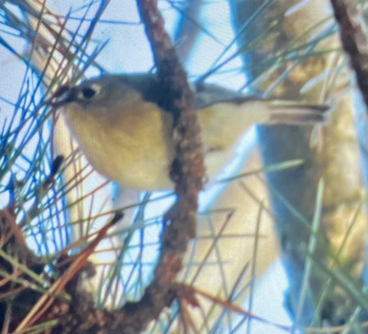 Ruby-crowned Kinglet - ML627517958