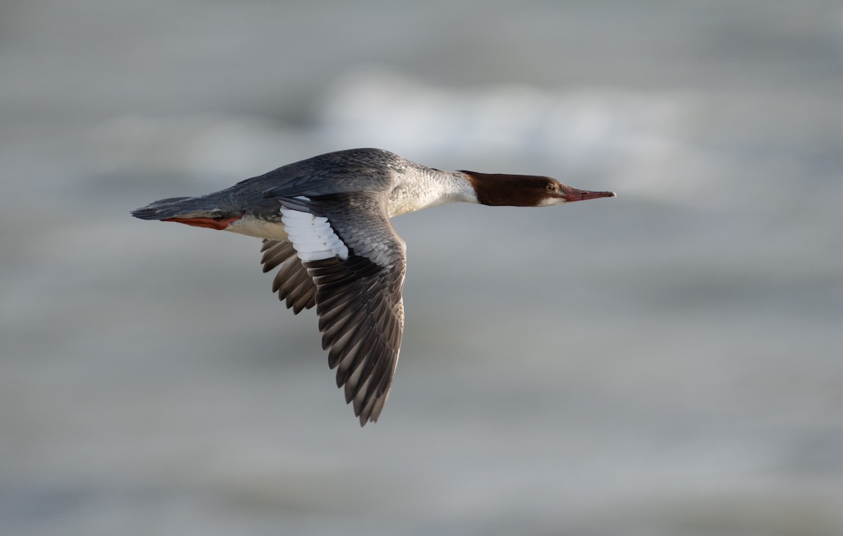 Common Merganser - ML627518107