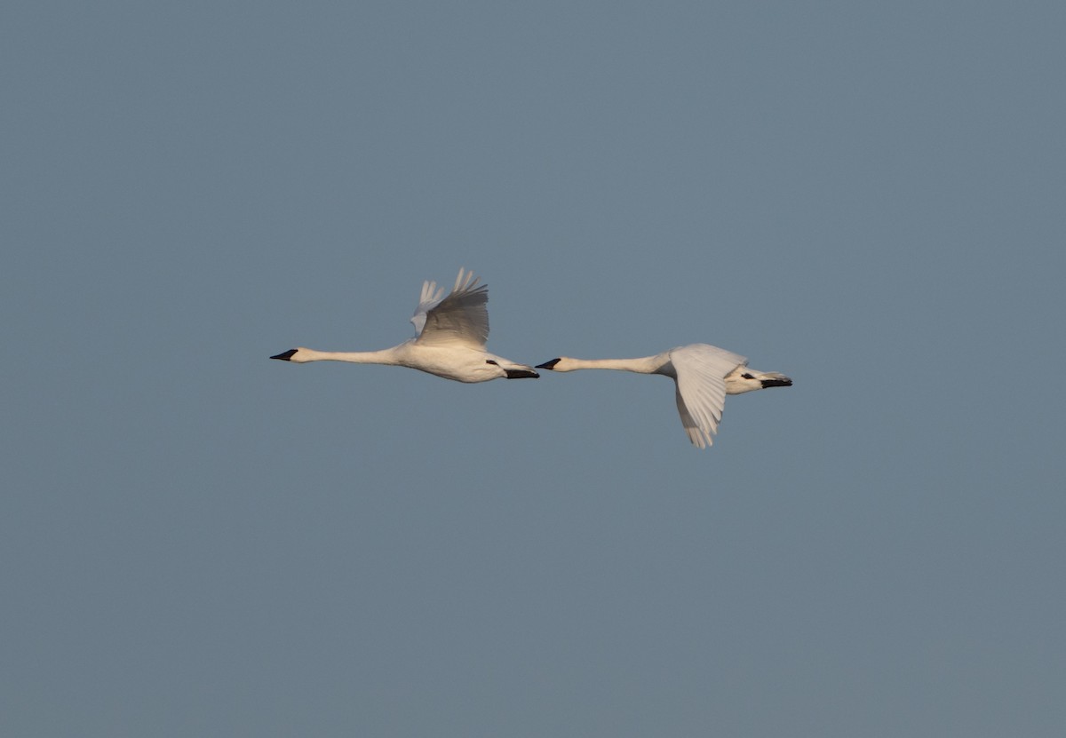 Trumpeter Swan - ML627518137