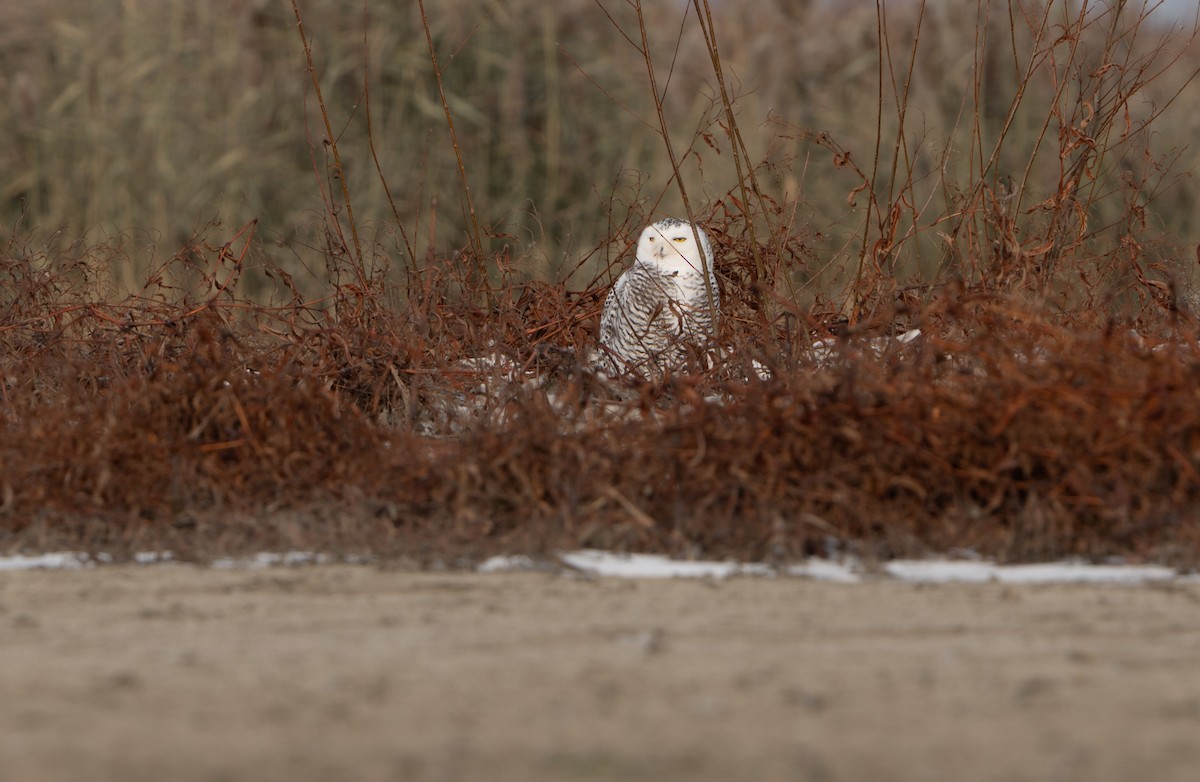 Snowy Owl - ML627518241