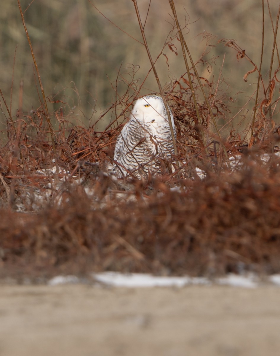 Snowy Owl - ML627518242