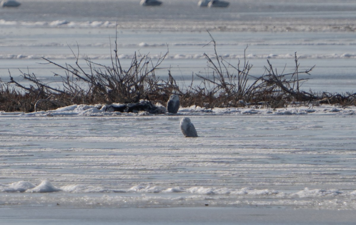 Snowy Owl - ML627518259