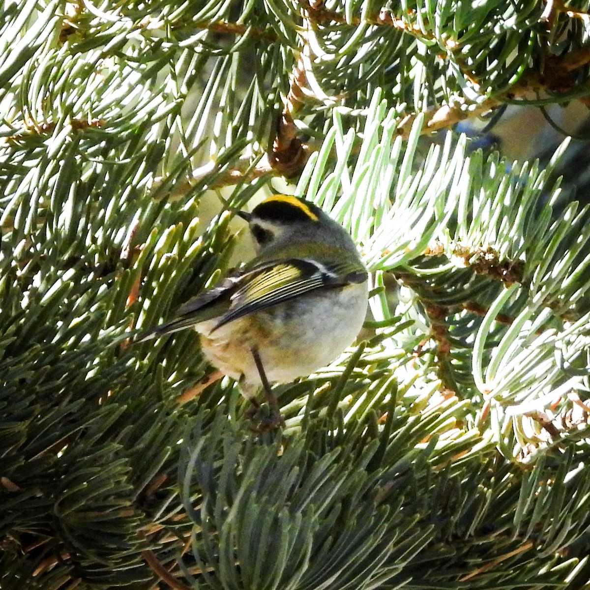 Golden-crowned Kinglet - ML627518373