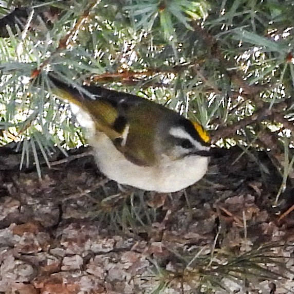 Golden-crowned Kinglet - ML627518374