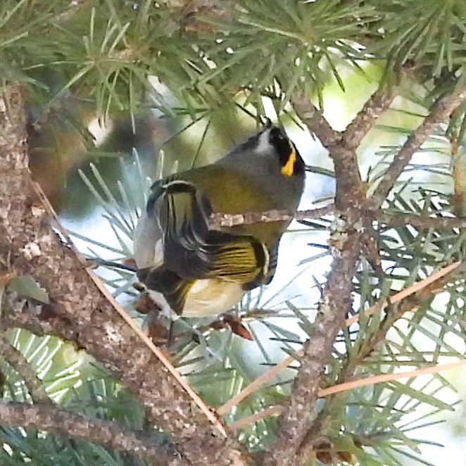 Golden-crowned Kinglet - ML627518375