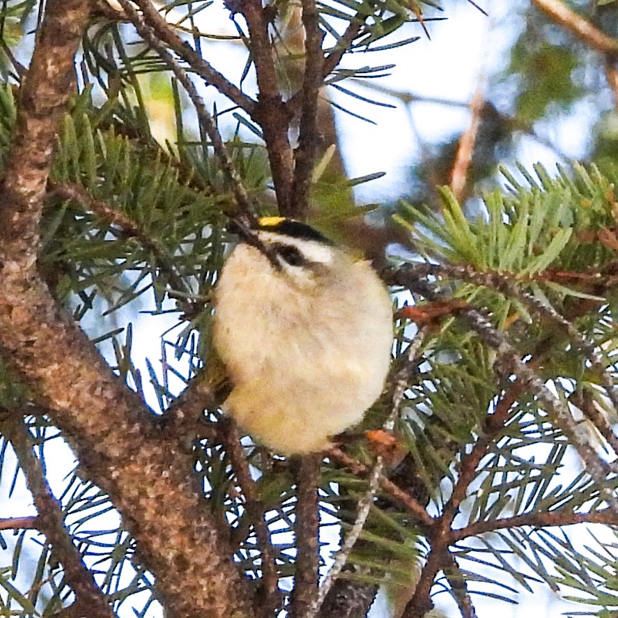 Golden-crowned Kinglet - ML627518376