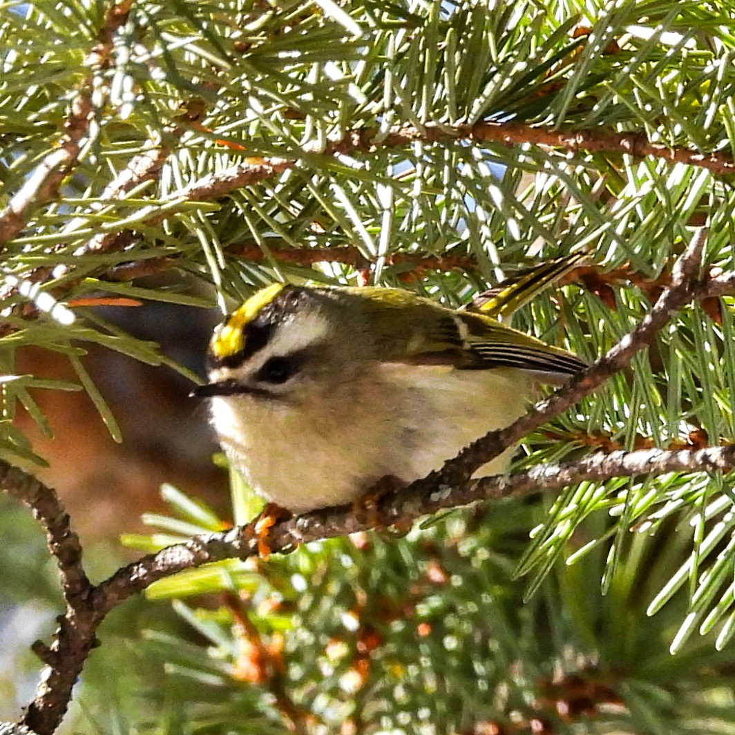 Golden-crowned Kinglet - ML627518377