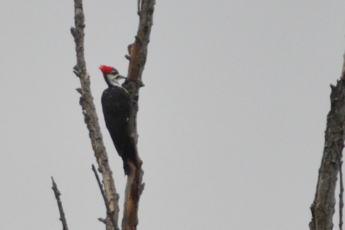 Pileated Woodpecker - ML627518571