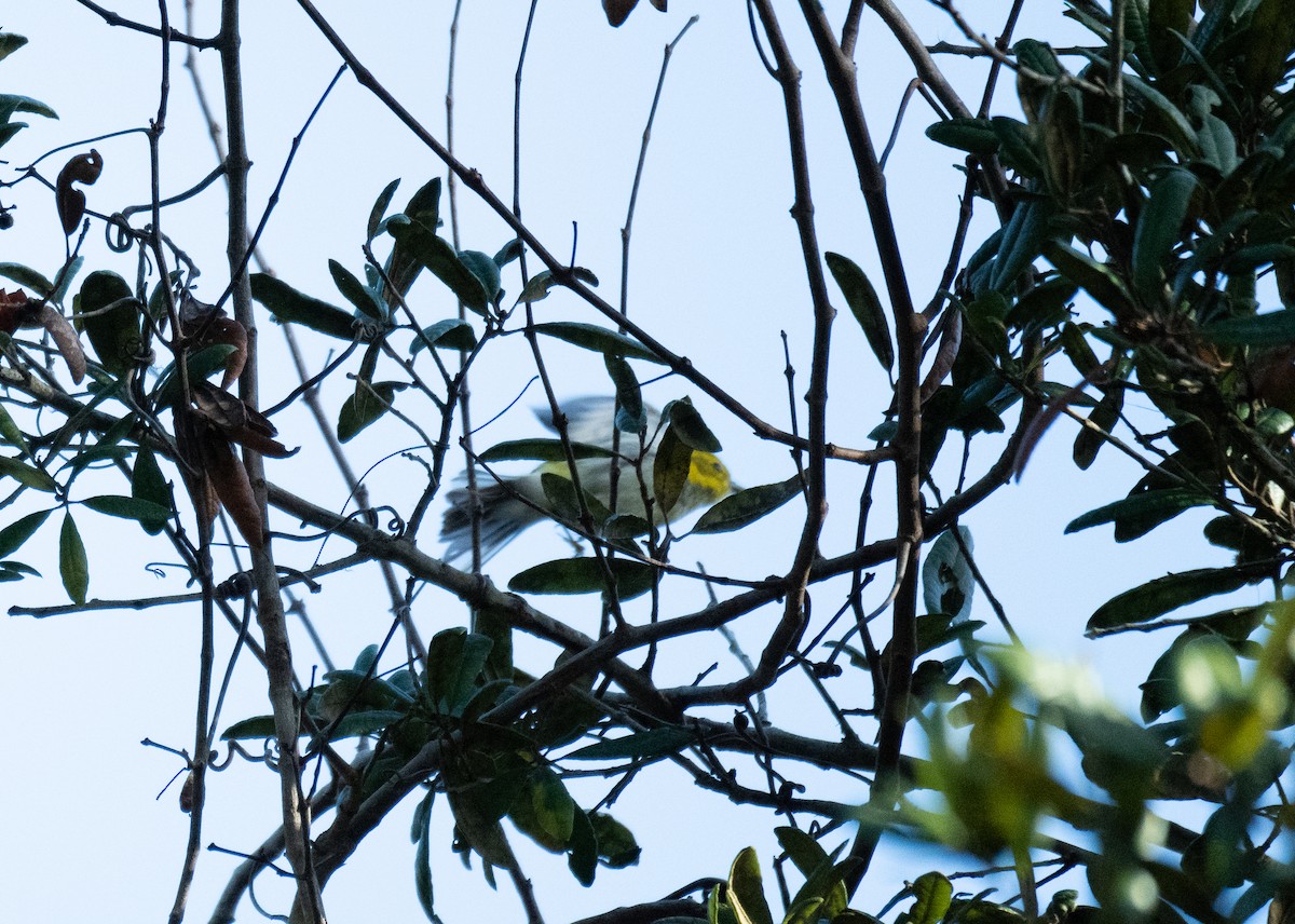 Black-throated Green Warbler - ML627518706