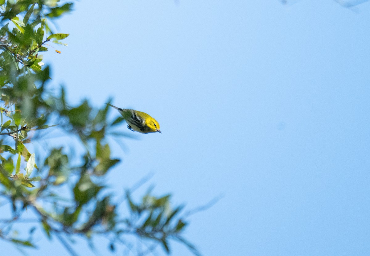 Black-throated Green Warbler - ML627518708