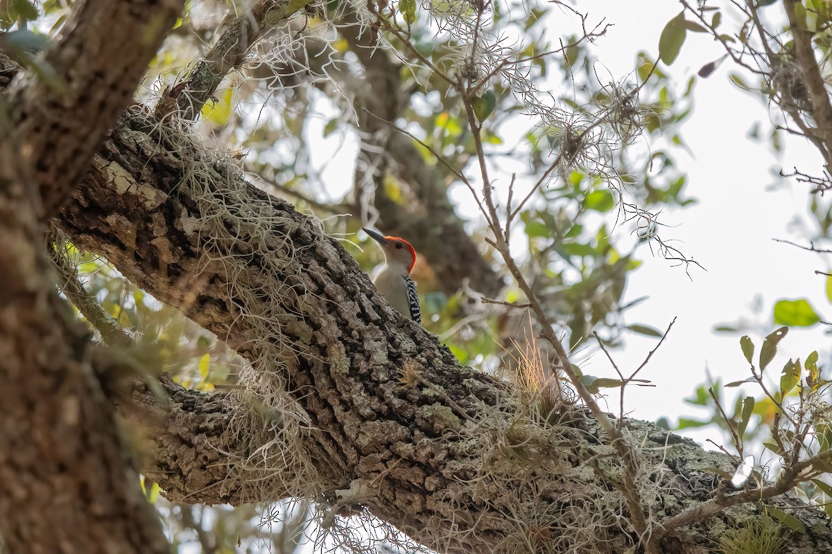 Red-bellied Woodpecker - ML627518847