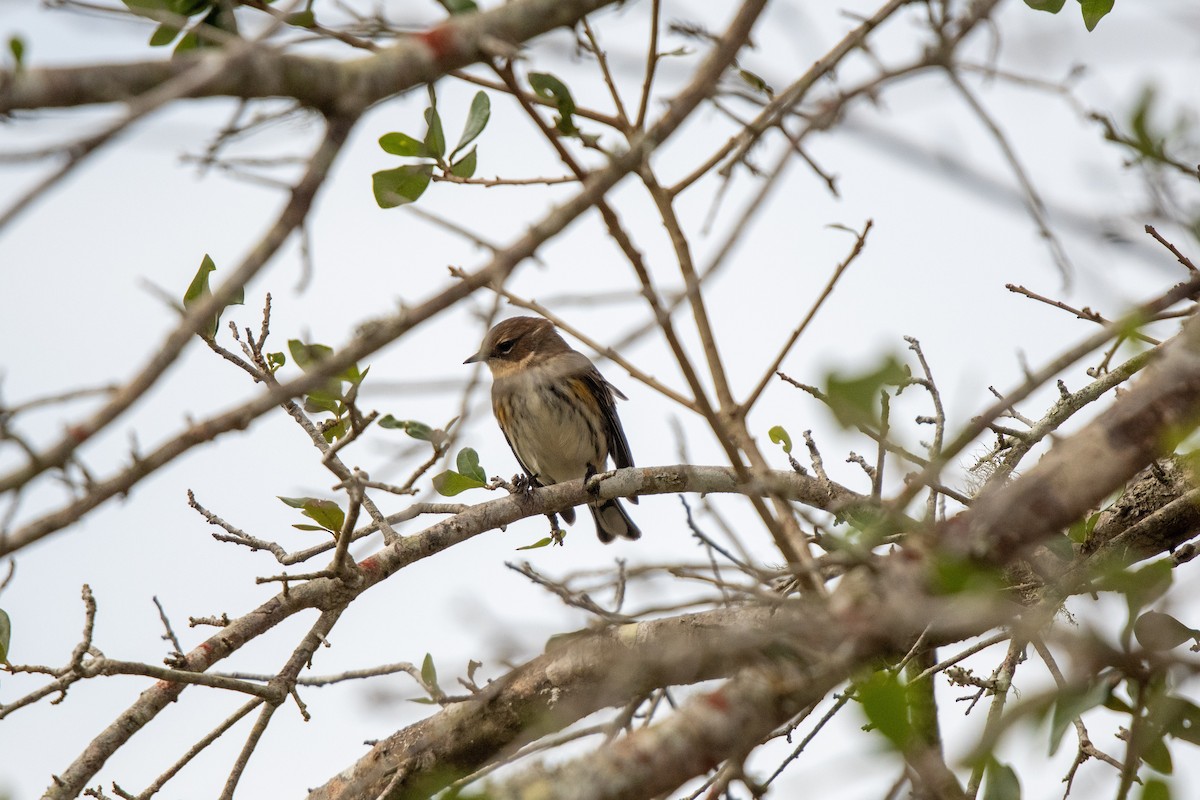 Yellow-rumped Warbler - ML627518891