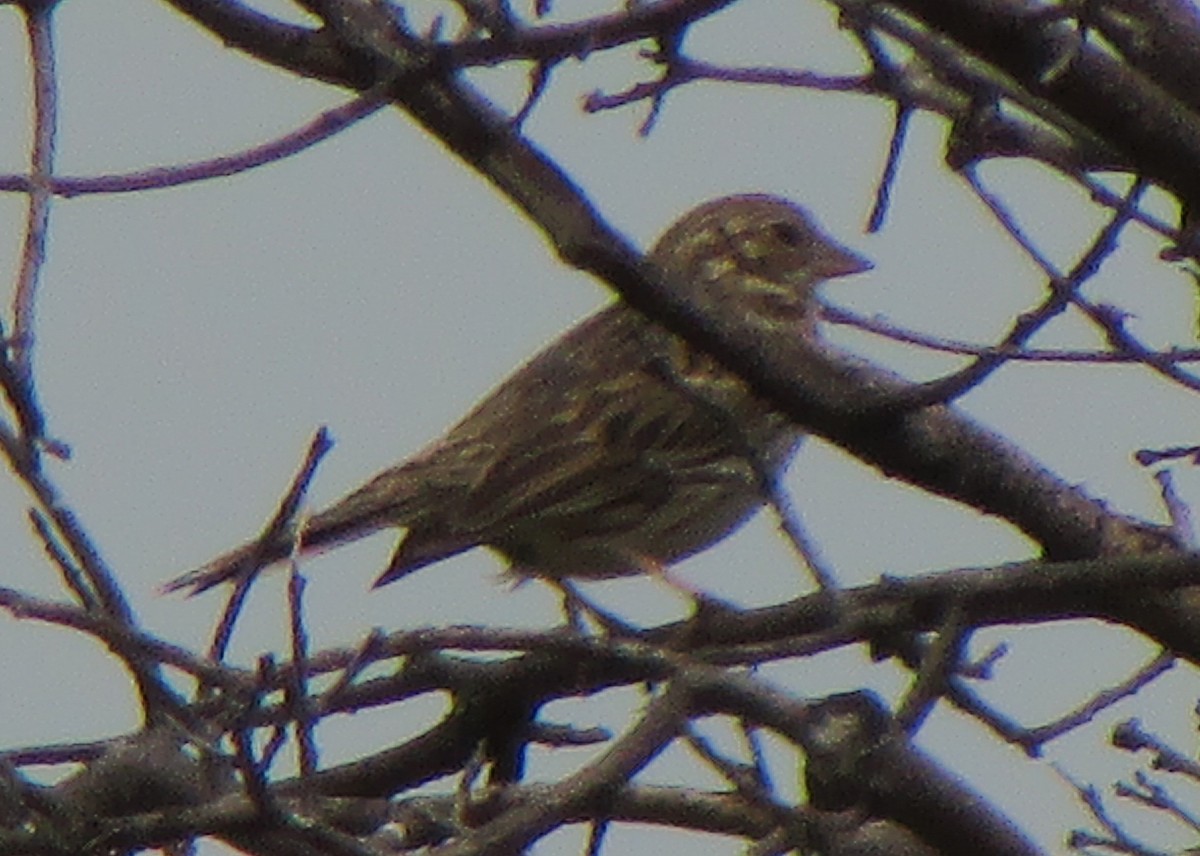 Vesper Sparrow - ML627518917