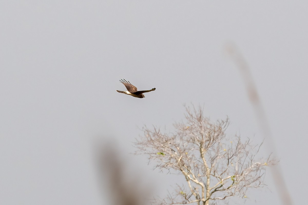 Northern Harrier - ML627518968