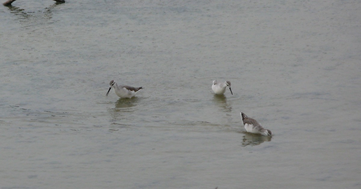 Wilson's Phalarope - ML627518969