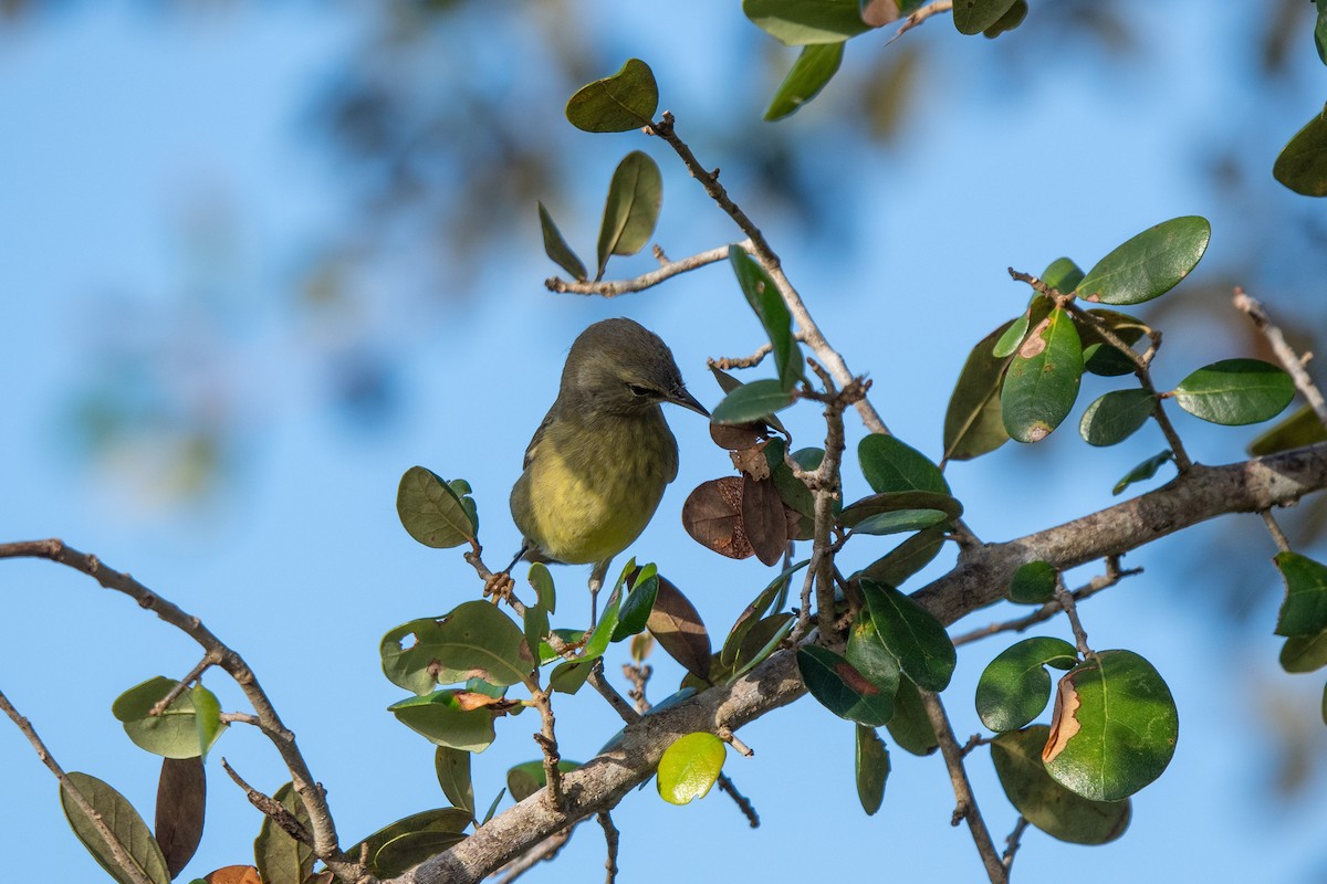 Palm Warbler (Yellow) - ML627519134