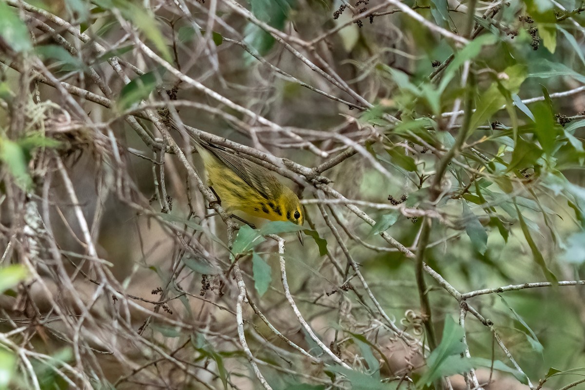 Prairie Warbler - ML627519147