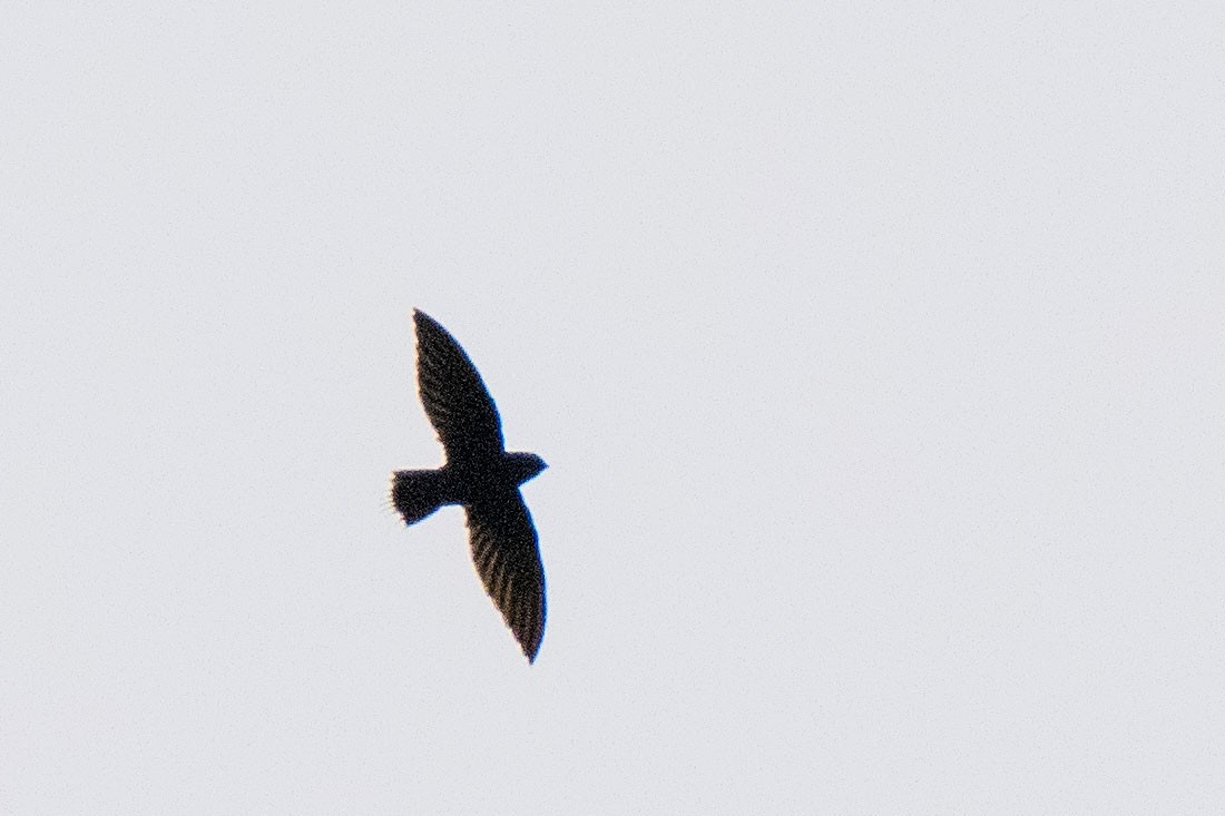 Silver-rumped Spinetail - ML627519227