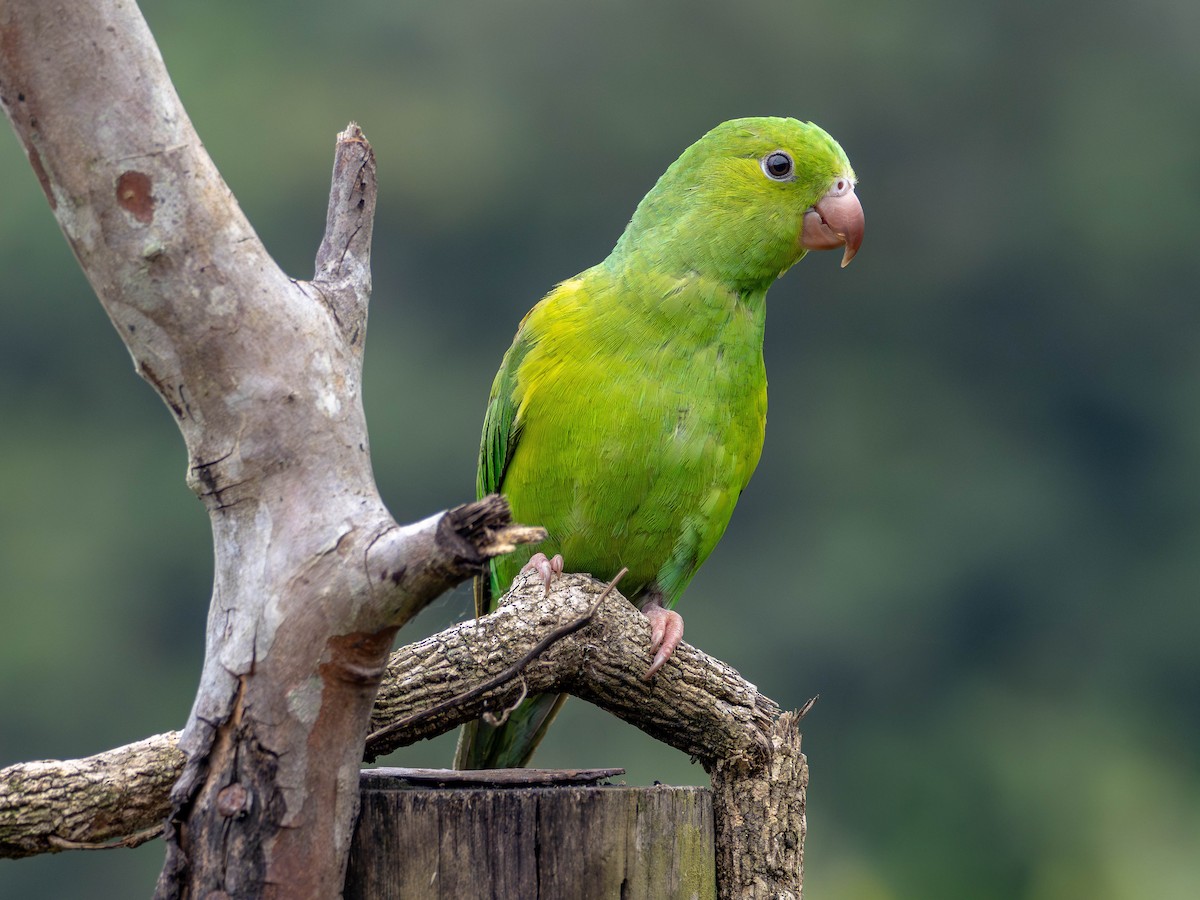 Plain Parakeet - ML627519350