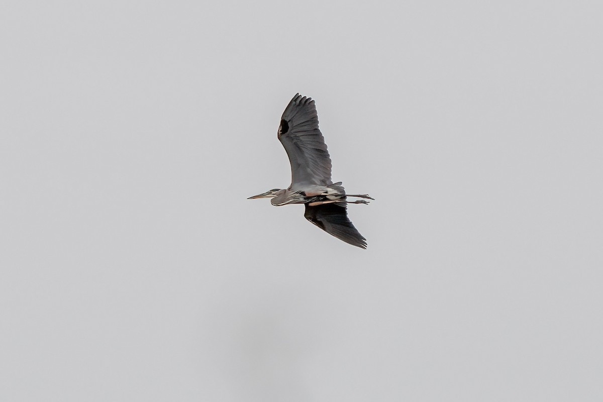 Great Blue Heron - ML627519379