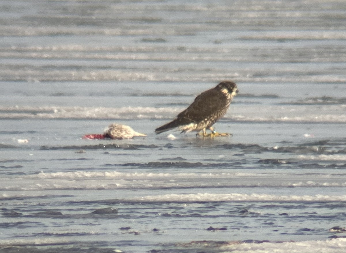 Peregrine Falcon - ML627519509