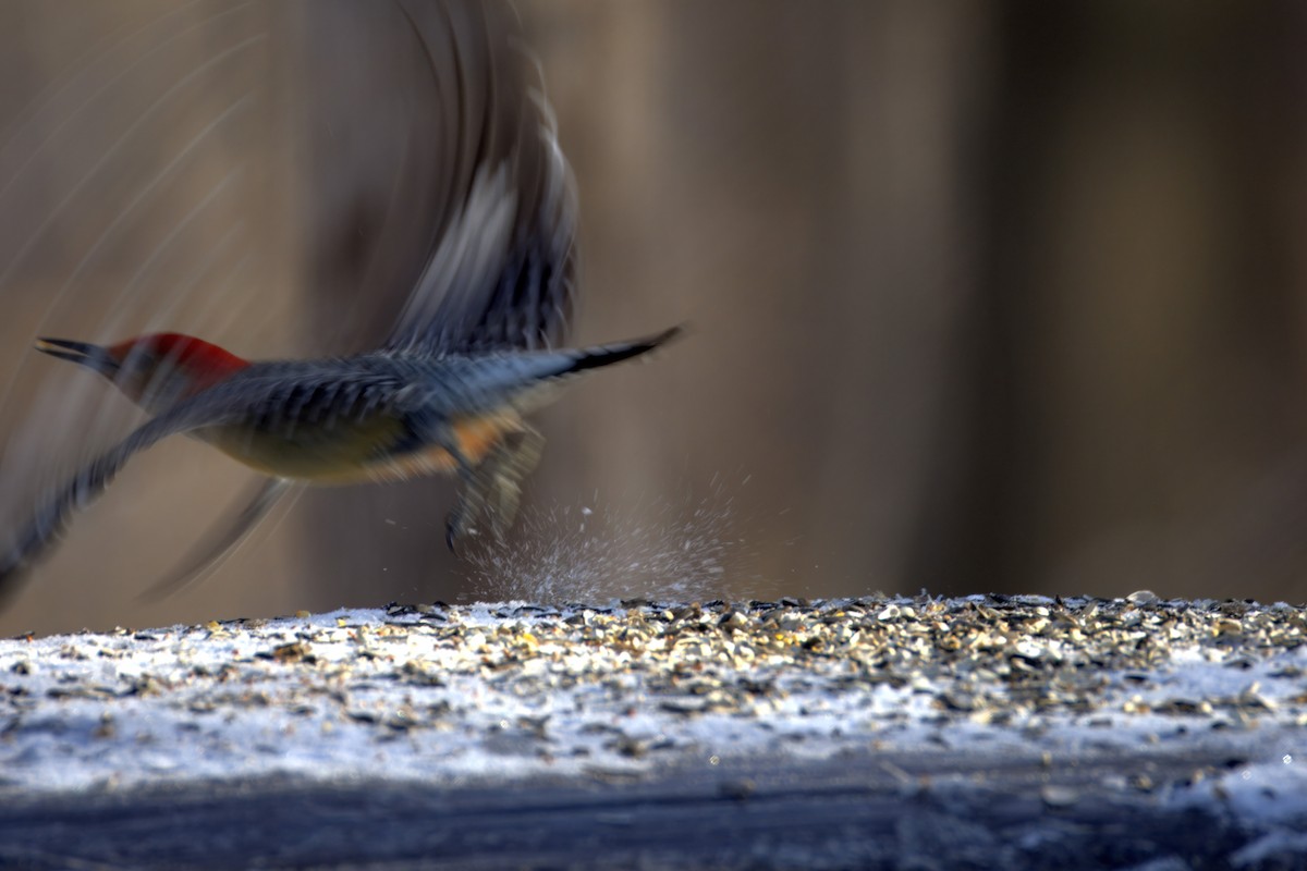 Red-bellied Woodpecker - ML627519674