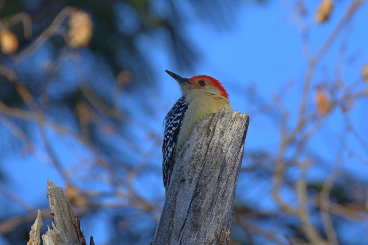 Red-bellied Woodpecker - ML627519675