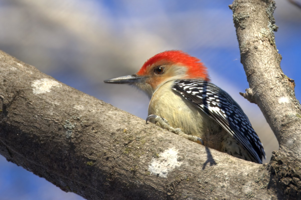 Red-bellied Woodpecker - ML627519676