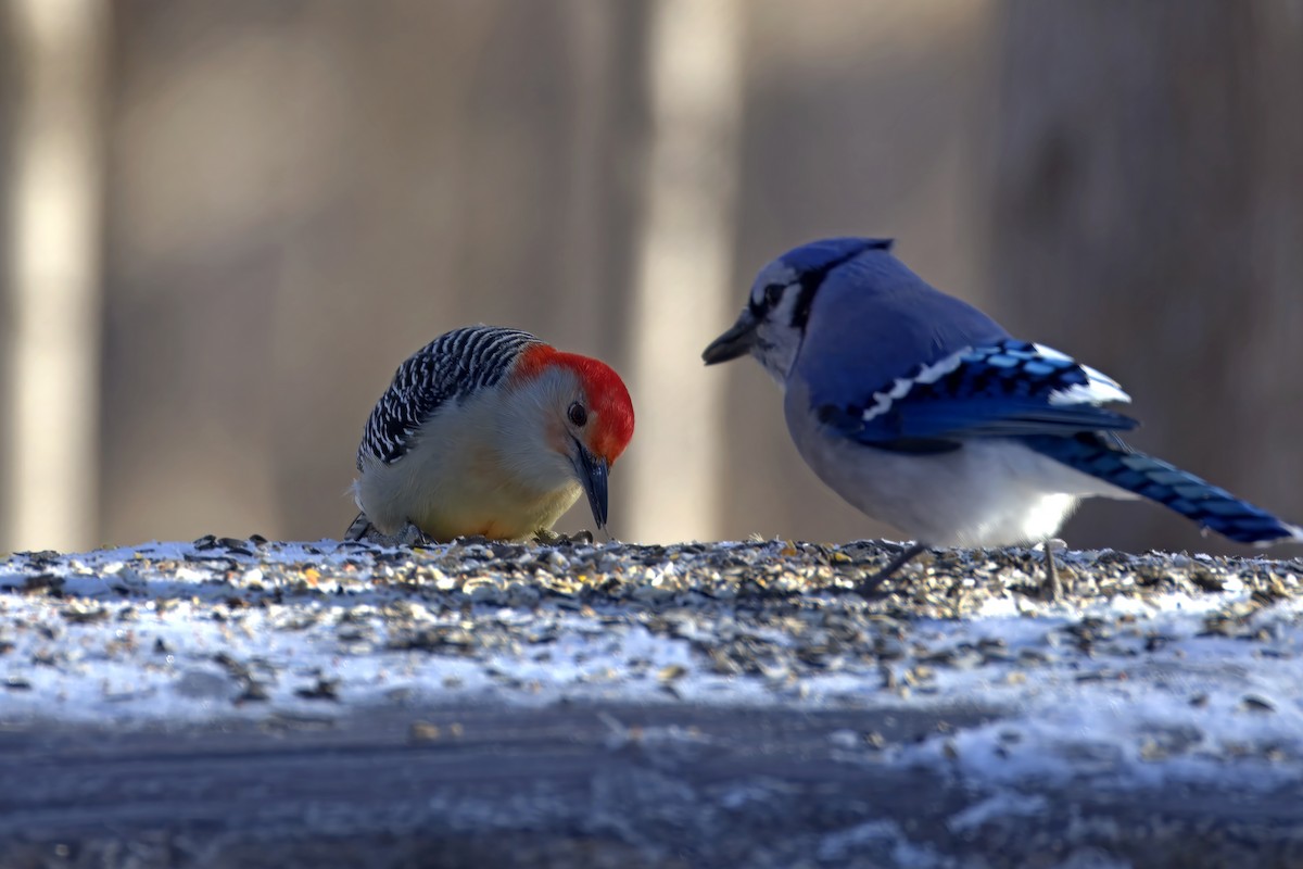 Red-bellied Woodpecker - ML627519677