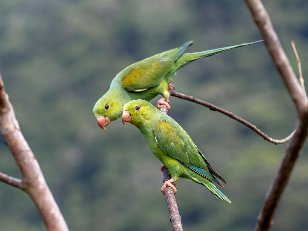 Plain Parakeet - ML627519745