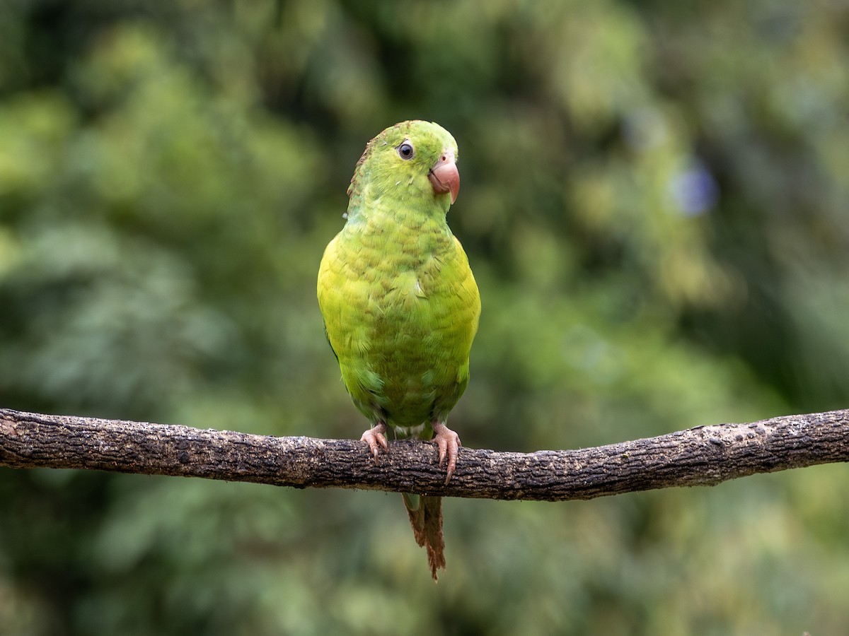 Plain Parakeet - ML627519747