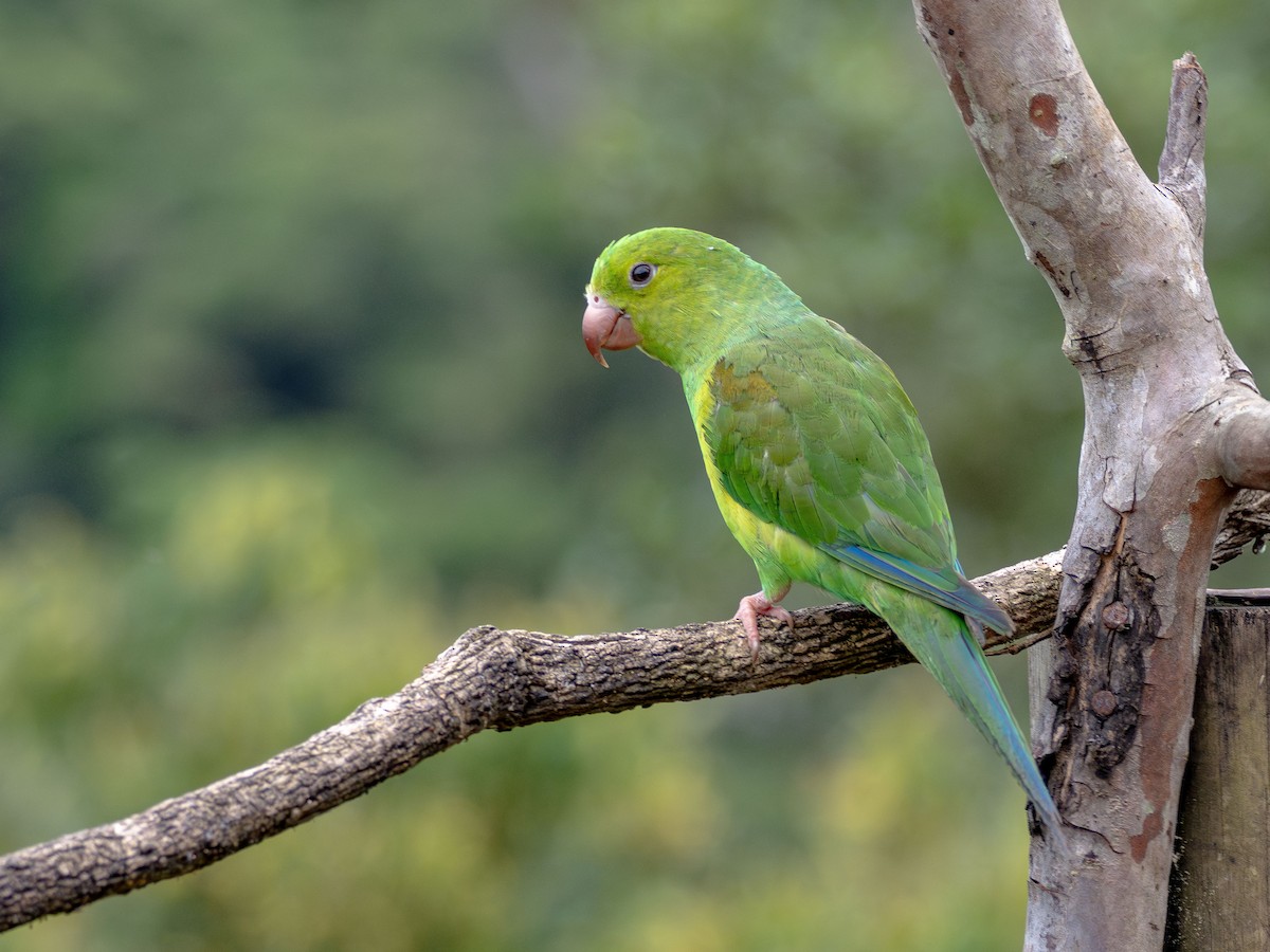 Plain Parakeet - ML627519748