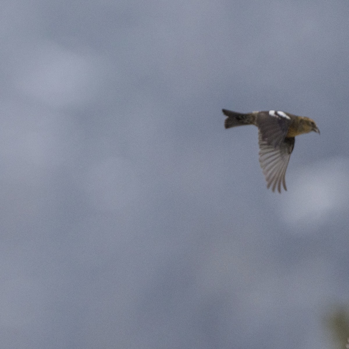 White-winged Crossbill - ML627519921