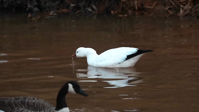 Ross's Goose - ML627520034