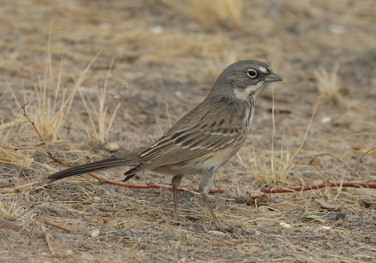 Sagebrush Sparrow - ML627520050