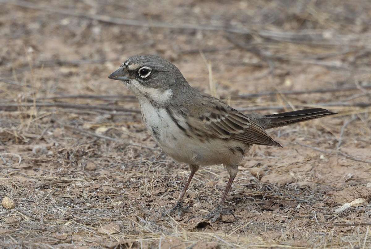 Sagebrush Sparrow - ML627520054